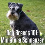 Dog Breeds 101: Miniature Schnauzer