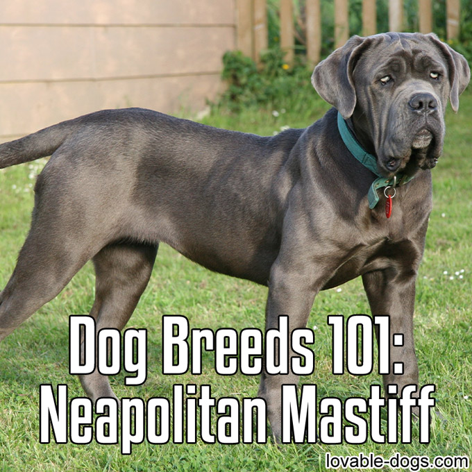 Dog Breeds 101 – Neapolitan Mastiff - WP