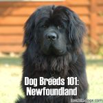 Dog Breeds 101: Newfoundland