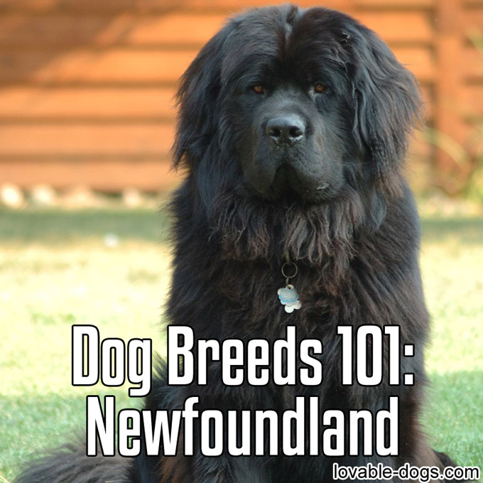 Dog Breeds 101 – Newfoundland - WP