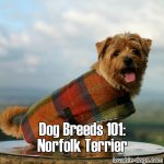 Dog Breeds 101: Norfolk Terrier