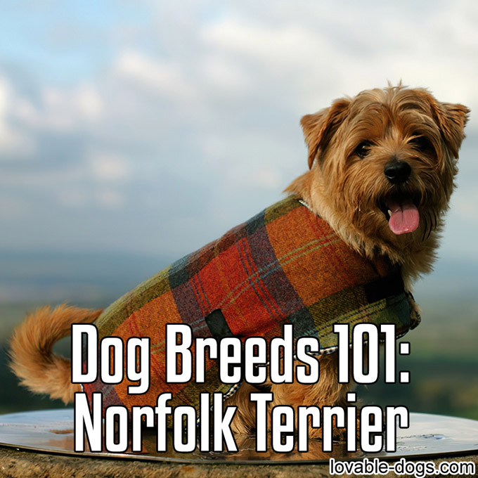Dog Breeds 101 – Norfolk Terrier - WP