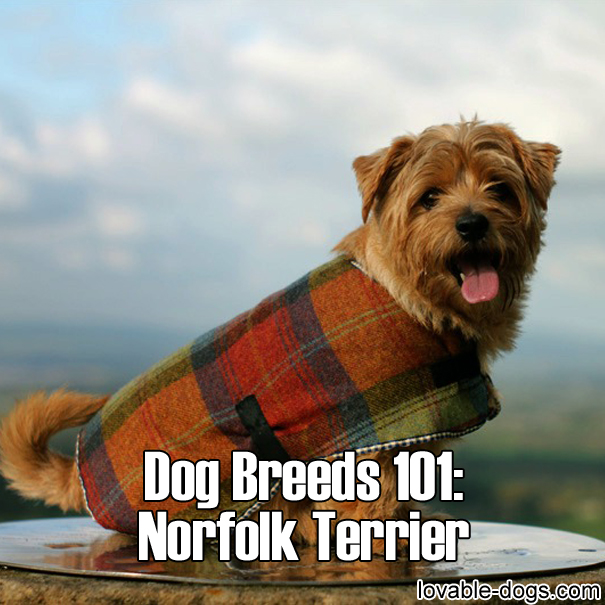 Dog Breeds 101 – Norfolk Terrier
