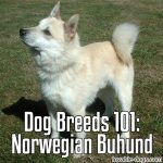 Dog Breeds 101: Norwegian Buhund