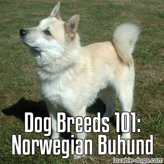Dog Breeds 101 – Norwegian Buhund - WP
