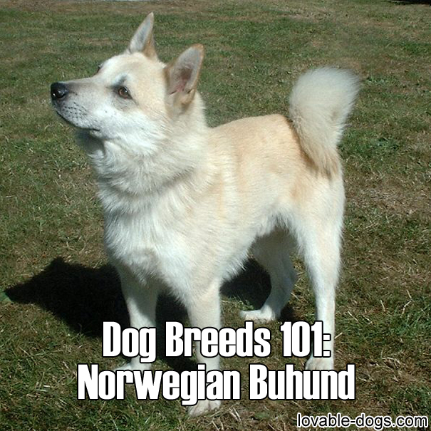 Dog Breeds 101 – Norwegian Buhund