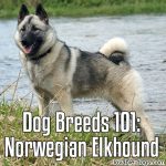 Dog Breeds 101: Norwegian Elkhound