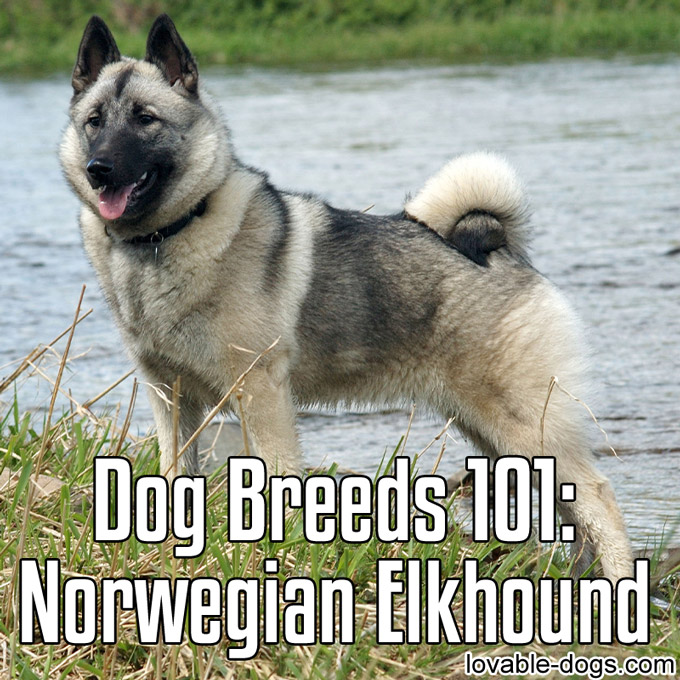 Dog Breeds 101 – Norwegian Elkhound - WP