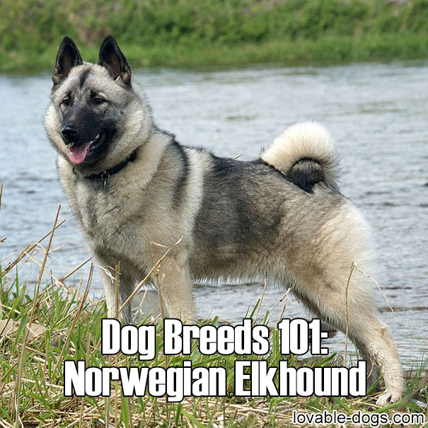 Dog Breeds 101 – Norwegian Elkhound