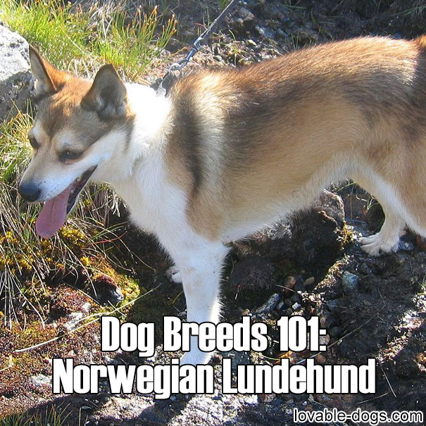 Dog Breeds 101 – Norwegian Lundehund