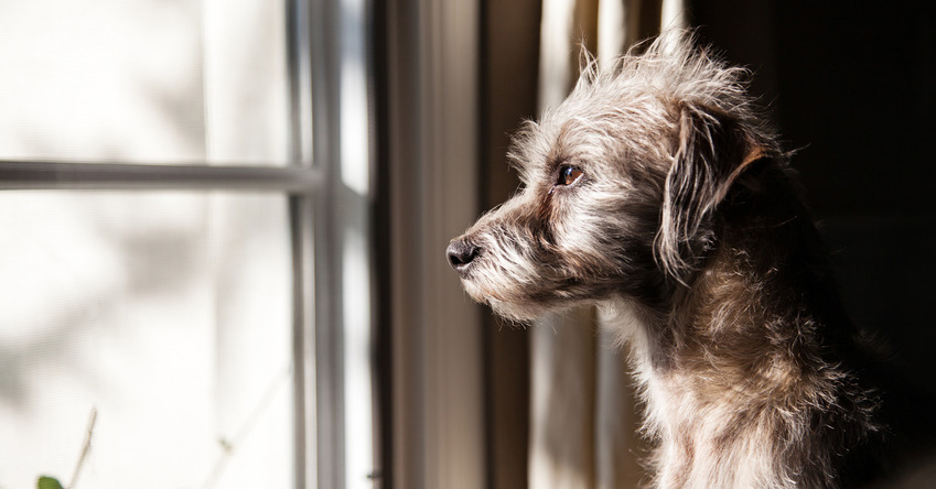 How To Stop Separation Anxiety In Dogs