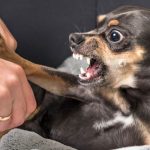 How To Train Your Dog Not To Be Aggressive