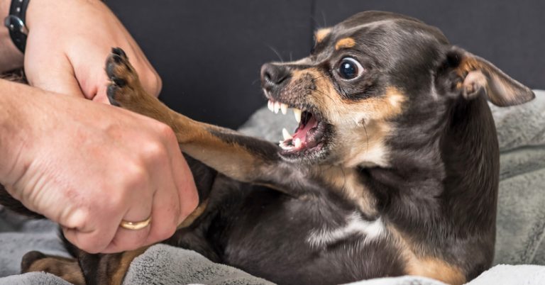 How to train dog not to be aggressive