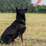 How To Win Your Dog’s Loyalty And Good Behavior By Becoming The Pack Leader