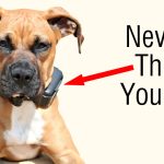 Why You Should NEVER Use A Shock Collar On Your Dog (And What To Do Instead)