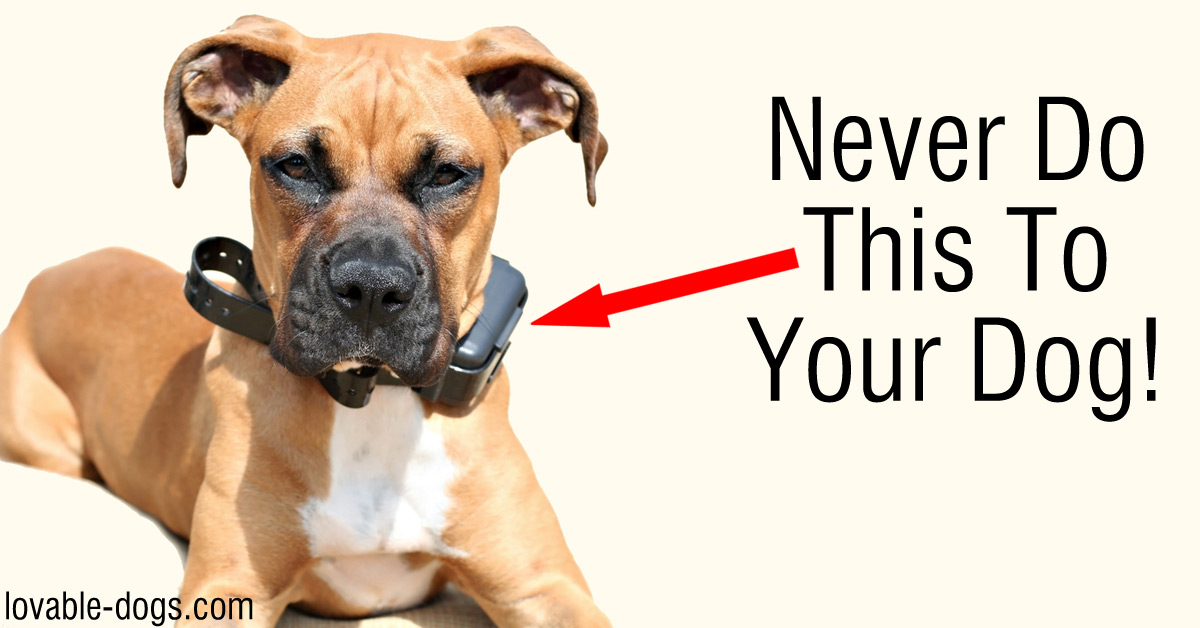 Why You Should NEVER Use A Shock Collar On Your Dog