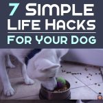 7 Simple Life Hacks for Your Dog