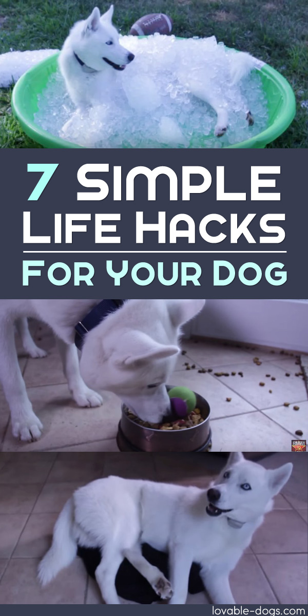 7 Simple Life Hacks For Your Dog