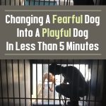 Changing A Fearful Dog Into A Playful Dog In Less Than 5 Minutes