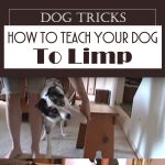 Dog Tricks – How To Teach Your Dog To Limp
