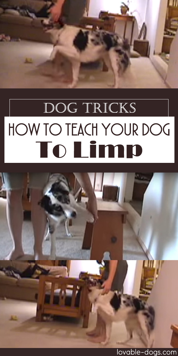 Dog Tricks - How To Teach Your Dog To Limp