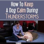 How To Keep A Dog Calm During Thunderstorms