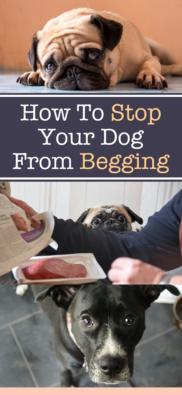 How To Stop Your Dog From Begging