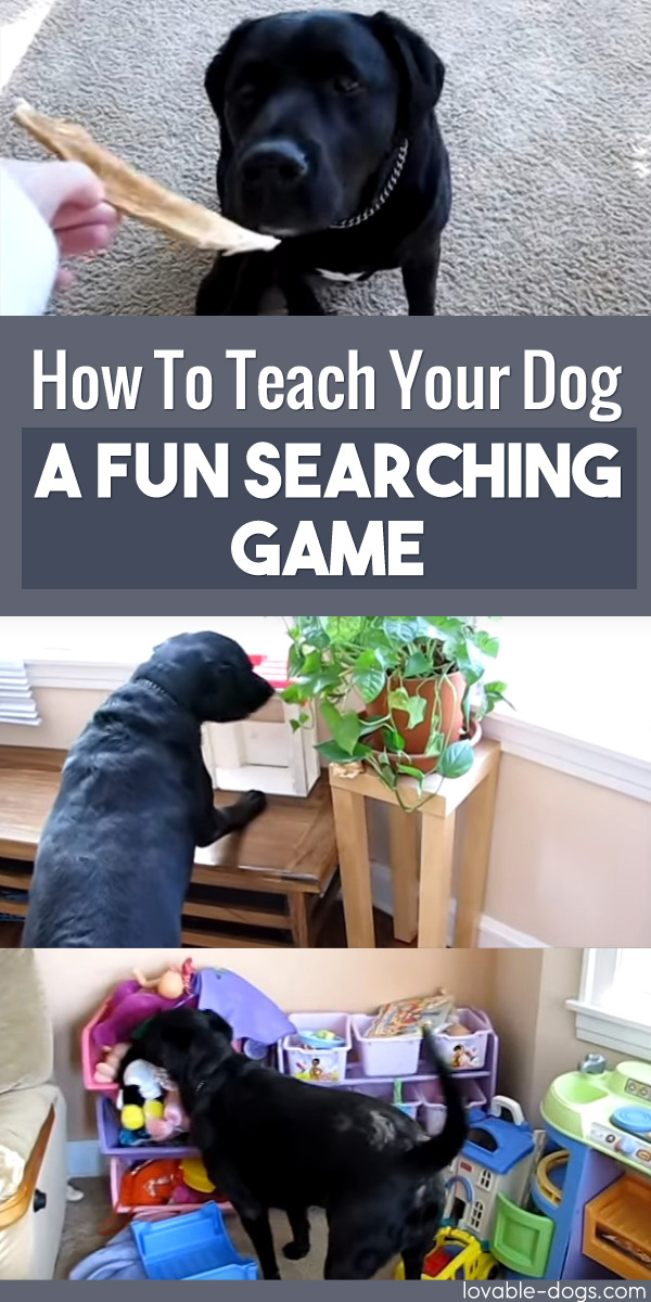 How To Teach Your Dog A Fun Searching Game