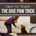 How To Teach Your Dog The Give Paw Trick