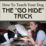 How To Teach Your Dog The “Go Hide” Trick