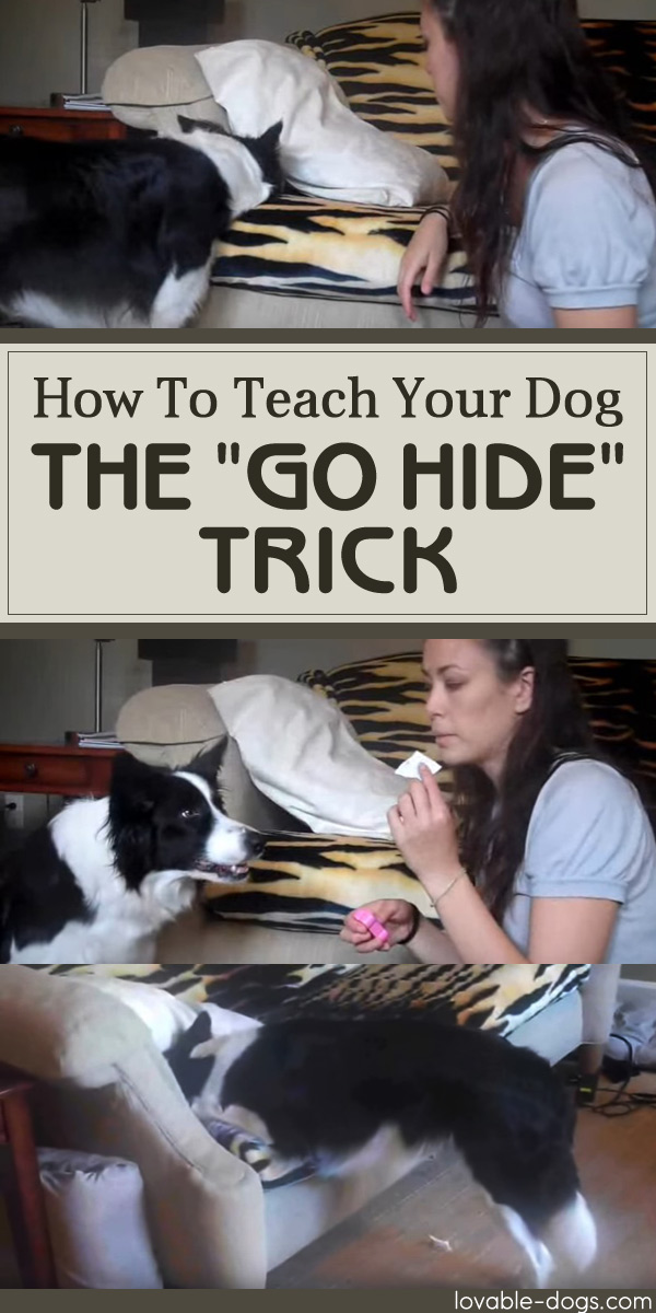 How To Teach Your Dog The Go Hide Trick