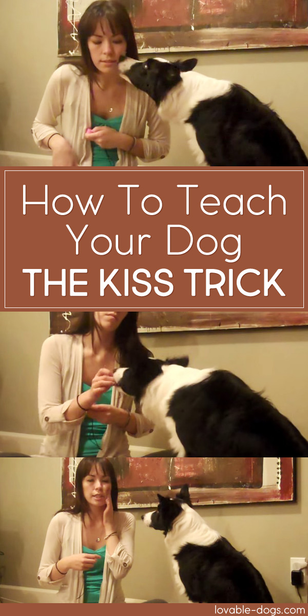 How To Teach Your Dog The Kiss Trick