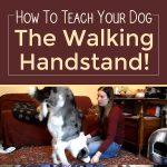 How To Teach Your Dog The Walking Handstand