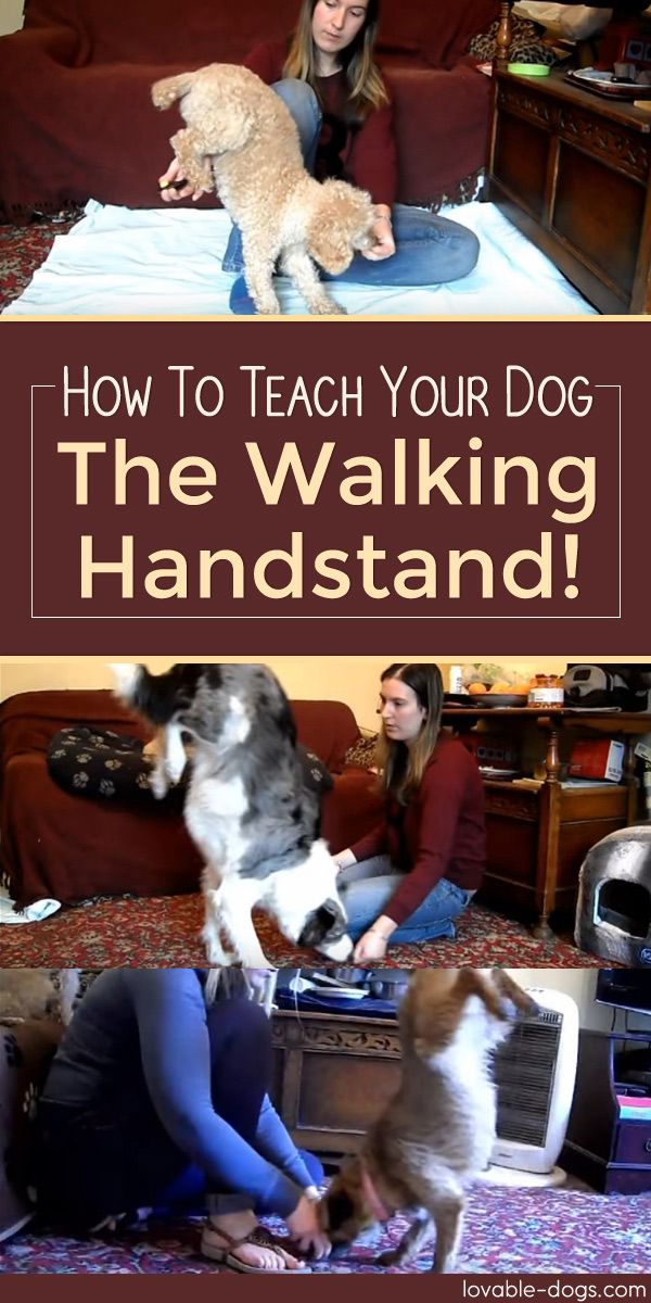 How To Teach Your Dog The Walking Handstand