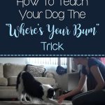 How To Teach Your Dog The “Where’s Your Bum” Trick
