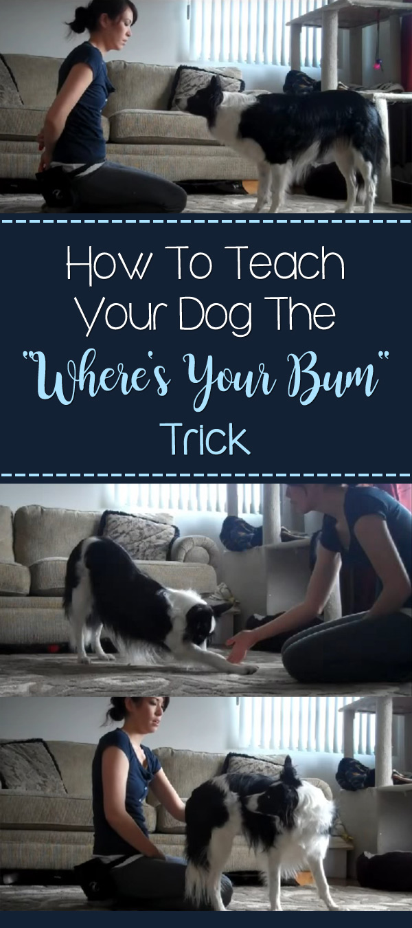 How To Teach Your Dog The Where's Your Bum Trick