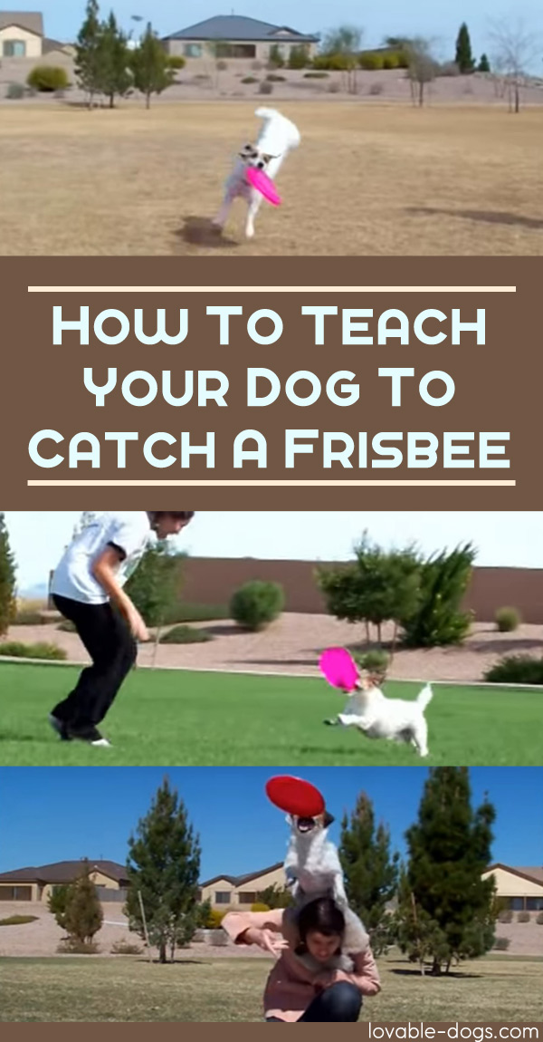 How To Teach Your Dog To Catch A Frisbee