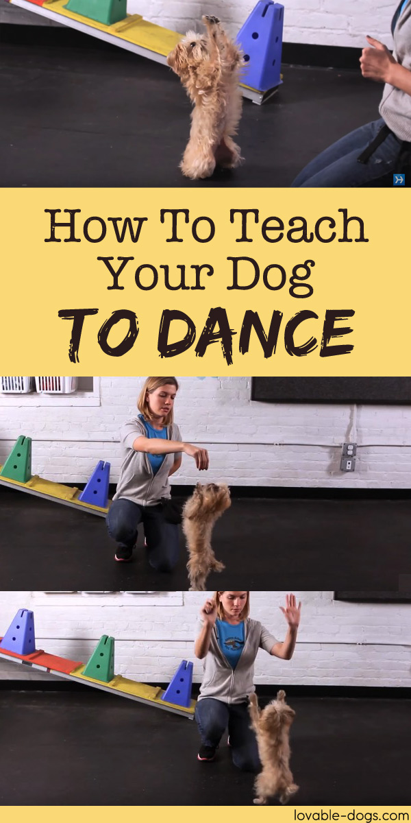 How To Teach Your Dog To Dance