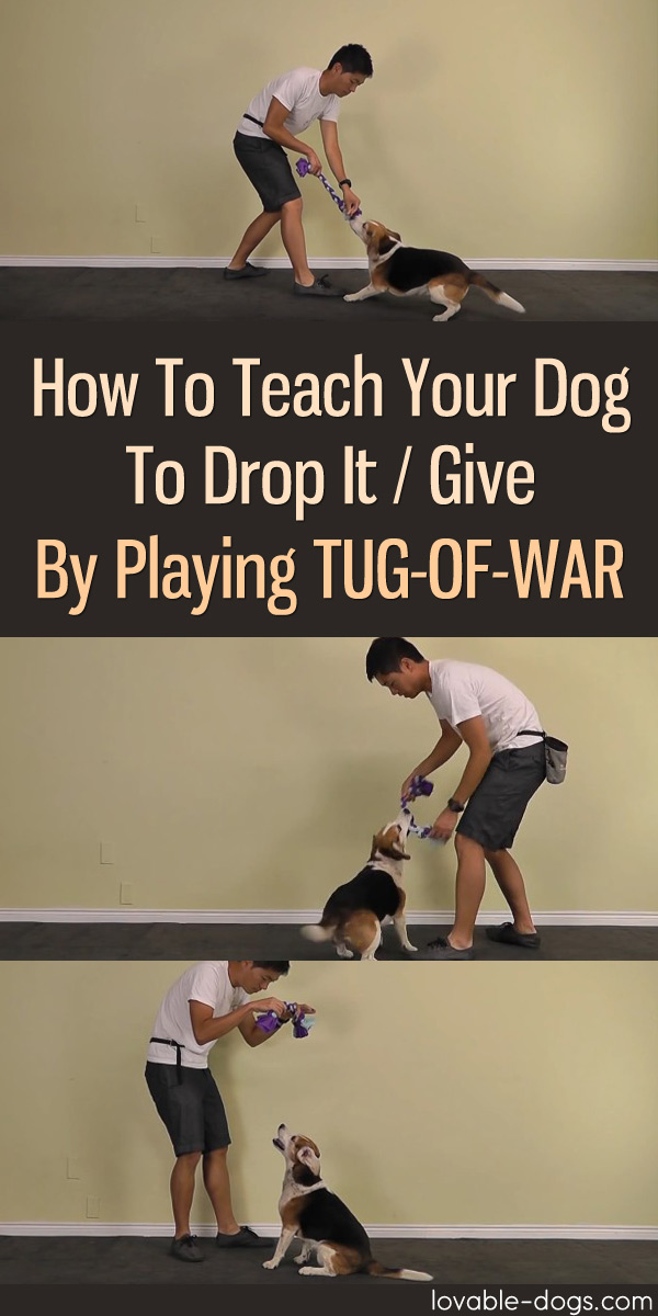 How To Teach Your Dog To Drop It Give By Playing Tug-Of-War