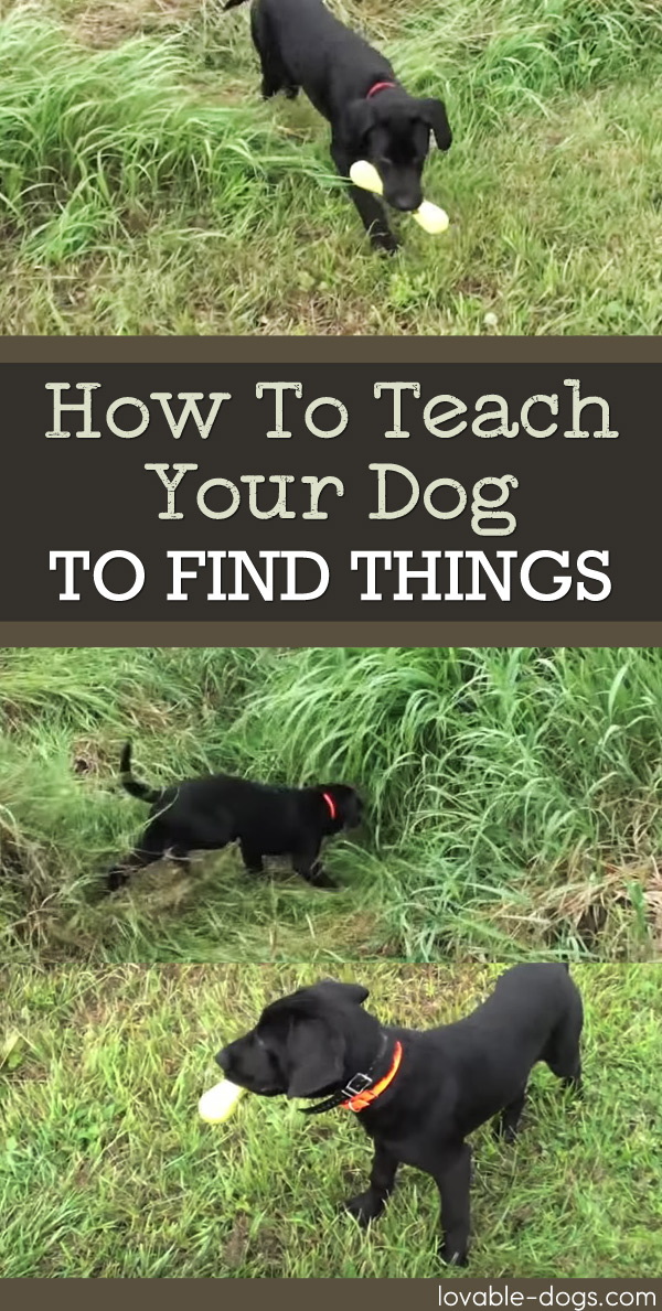 How To Teach Your Dog To Find Things