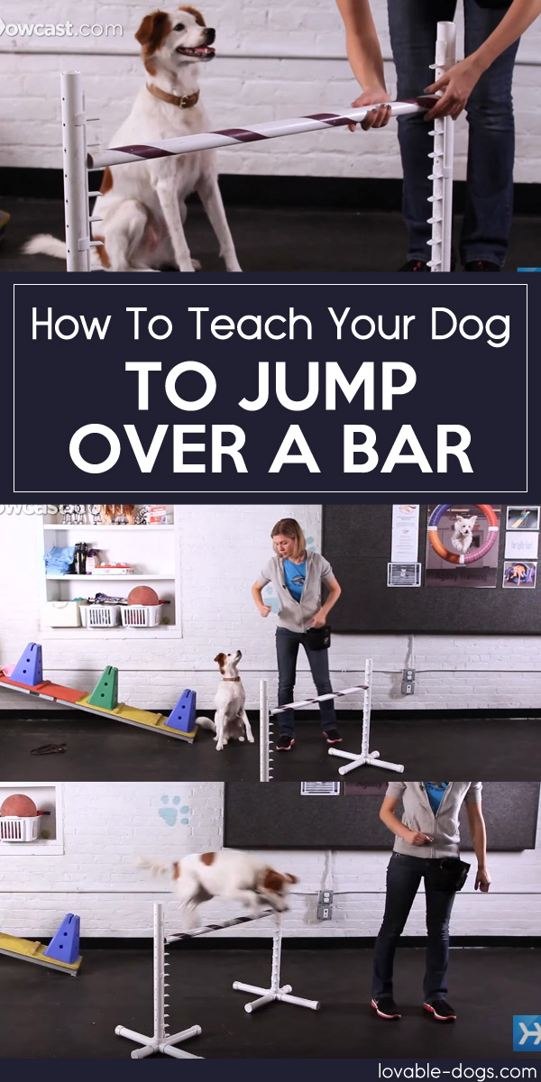 How To Teach Your Dog To Jump Over A Bar