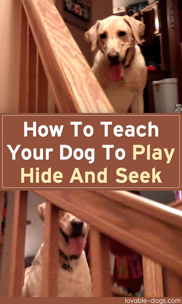 How To Teach Your Dog To Play Hide And Seek