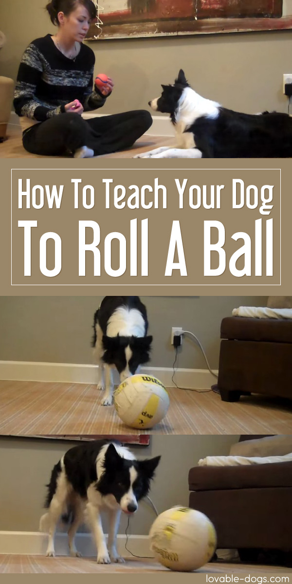 How To Teach Your Dog To Roll A Ball