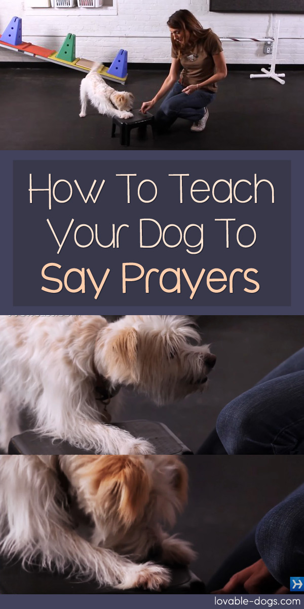 How To Teach Your Dog To Say Prayers