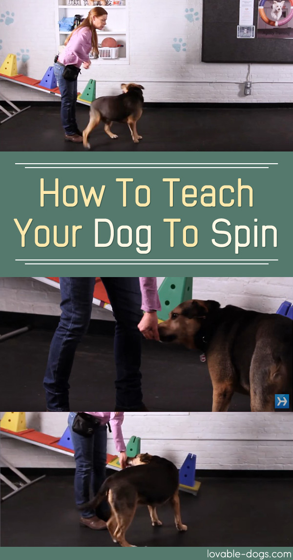 How To Teach Your Dog To Spin
