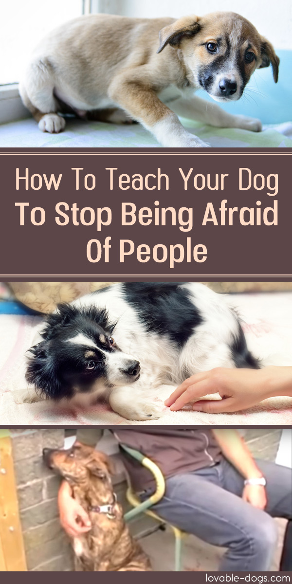 How To Teach Your Dog To Stop Being Afraid Of People