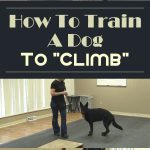 How To Train A Dog To “Climb”