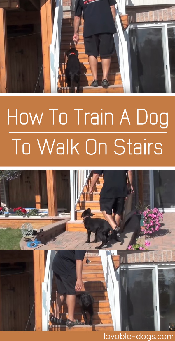 How To Train A Dog To Walk On Stairs