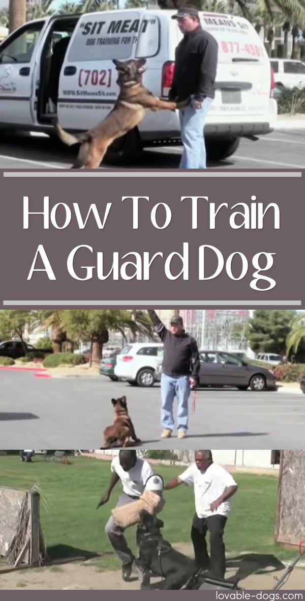 How To Train A Guard Dog
