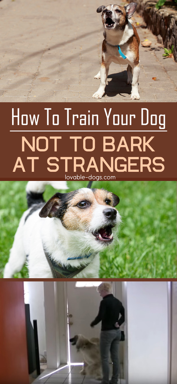 How To Train Your Dog Not To Bark At Strangers